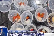 茌平@铲屎官们 养“异宠”或危害国家安全 这些行为违法了