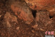 茌平江西发现蜘蛛新物种 为研究呵叻蛛属适应区域提供依据