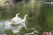 茌平吉林：罕见白鸬鹚连续两年“故地重游”
